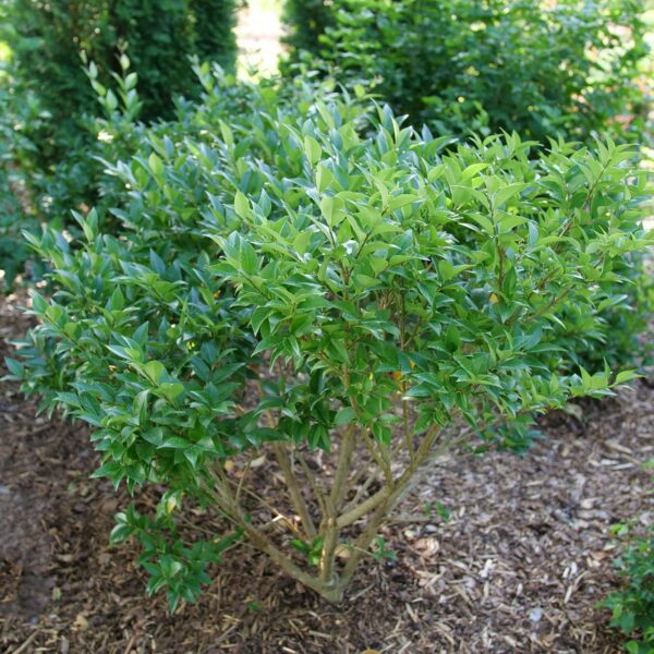 KINDLY™ Ligustrum - Shrubs