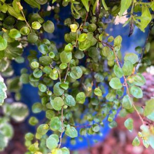 Muehlenbeckia Big Leaf - Annuals