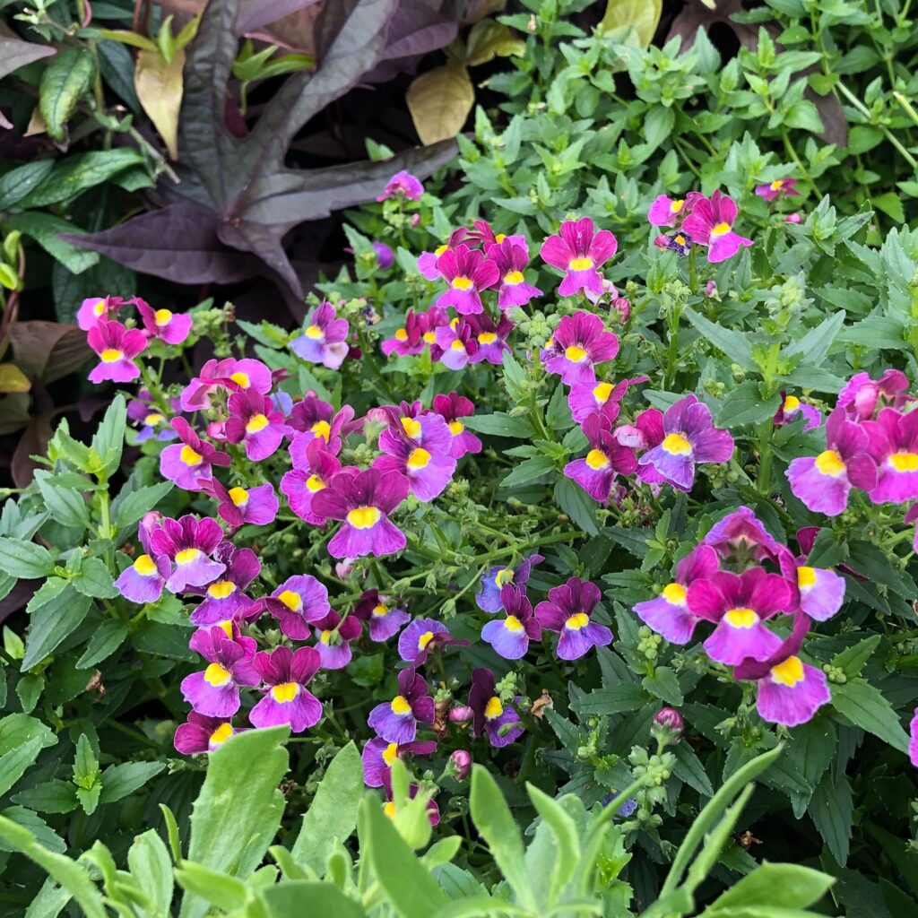 AROMANCE® MULBERRY™ Nemesia Garden Crossings