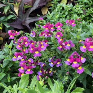 AROMANCE® Mulberry Nemesia - Annuals