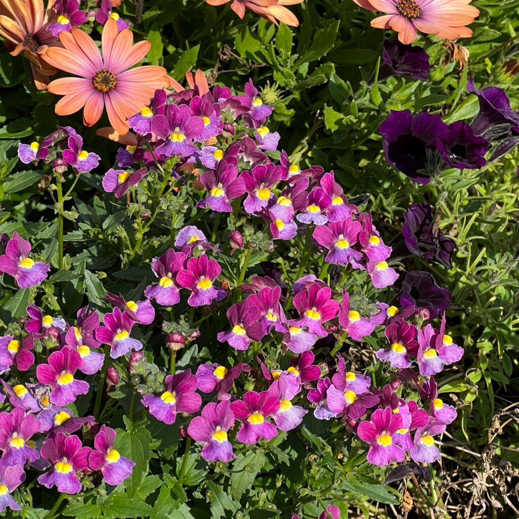 AROMANCE® MULBERRY™ Nemesia Garden Crossings