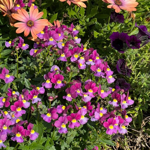 AROMANCE® Mulberry Nemesia - Annuals