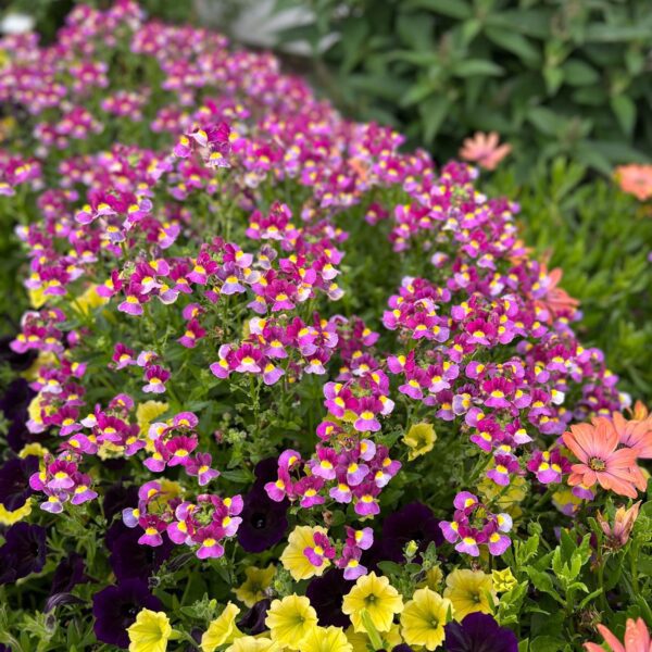 AROMANCE® Mulberry Nemesia - Annuals