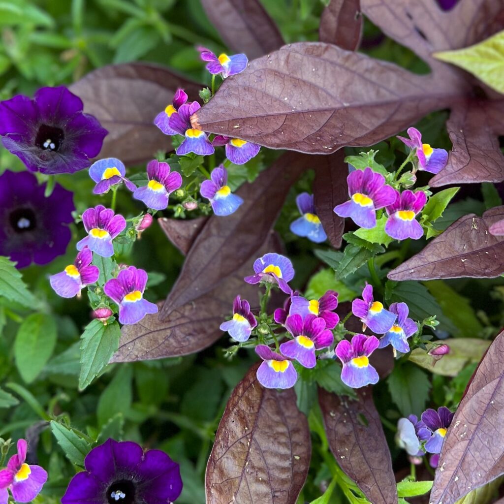 AROMANCE® MULBERRY™ Nemesia Garden Crossings