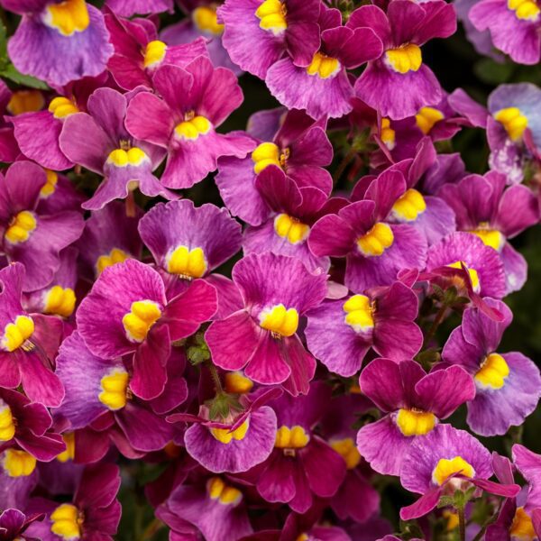 AROMANCE® Mulberry Nemesia - Annuals