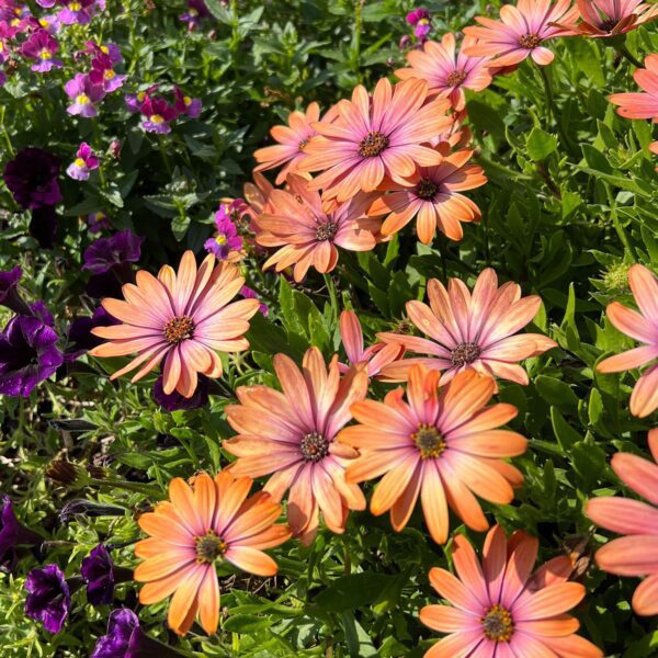 BRIGHT LIGHTS™ Horizon™ Sunset Osteospermum - Annuals