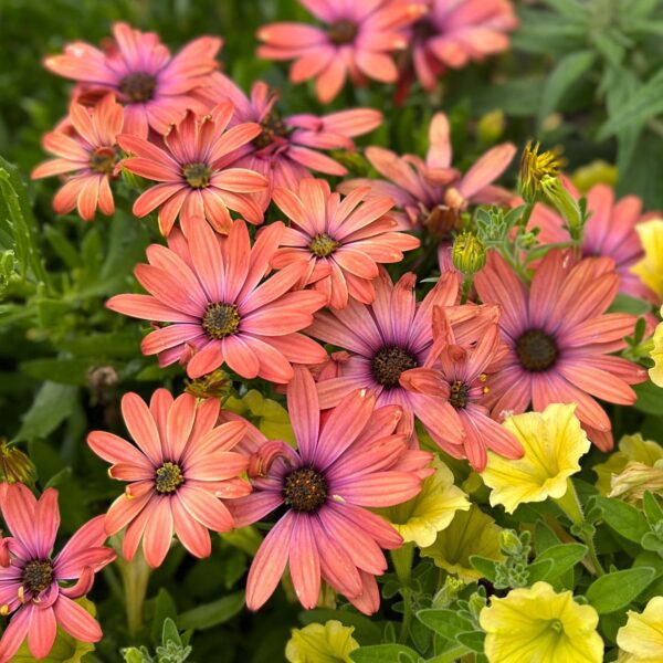 BRIGHT LIGHTS™ Horizon™ Sunset Osteospermum - Annuals