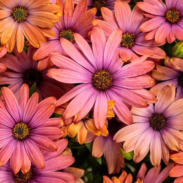 BRIGHT LIGHTS™ Horizon™ Sunset Osteospermum - Annuals