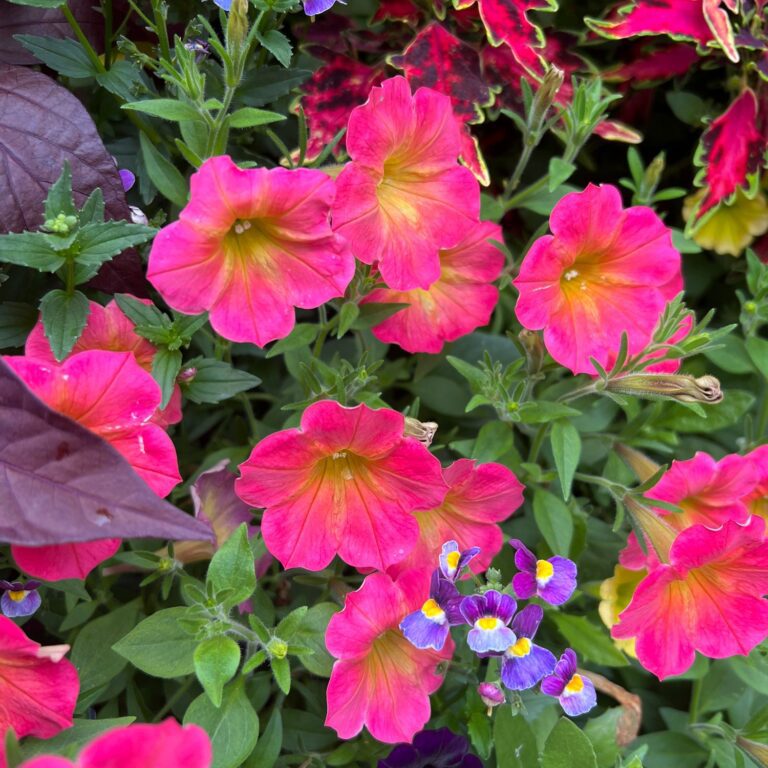 SUPERTUNIA® Persimmon Petunia Garden Crossings