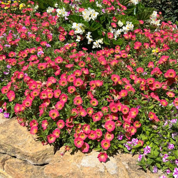 SUPERTUNIA® Persimmon Petunia - Annuals