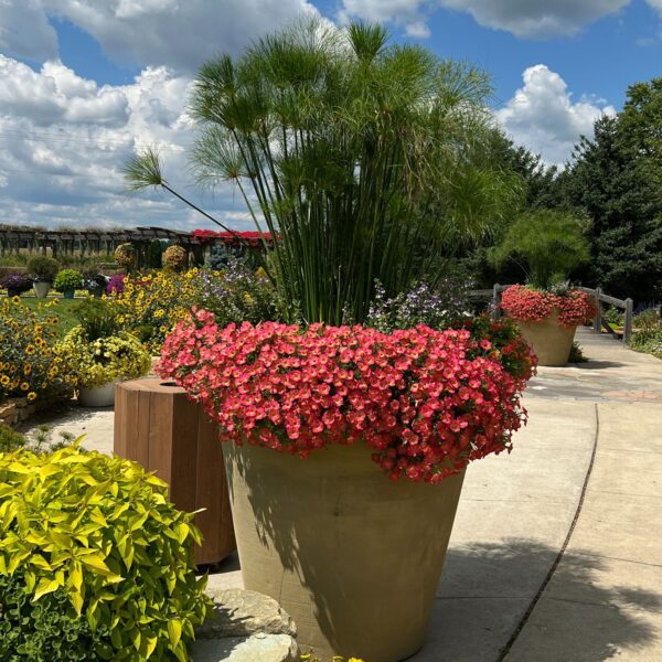 SUPERTUNIA® Persimmon Petunia - Annuals