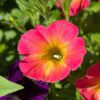 SUPERTUNIA® Persimmon Petunia - Annuals