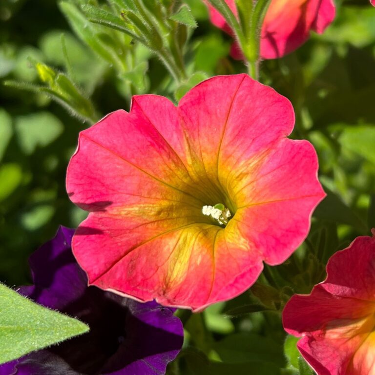 SUPERTUNIA® Persimmon Petunia – Garden Crossings