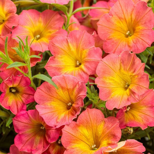 SUPERTUNIA® Persimmon Petunia - Annuals