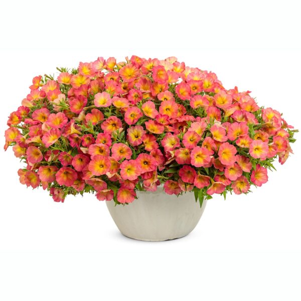 SUPERTUNIA® Persimmon Petunia - Annuals