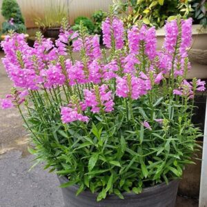 Physostegia 'Autumn Carnival' - Perennials