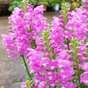 Physostegia