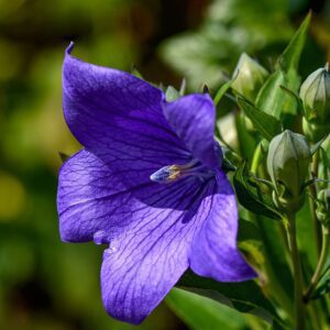 Platycodon 'Astra Blue' - Perennials