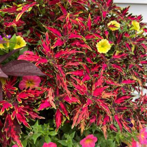 COLORBLAZE® Mini Me™ Watermelon Plectranthus - Annuals