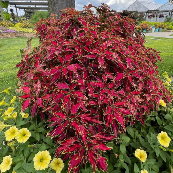 COLORBLAZE® Mini Me™ Watermelon Plectranthus - Annuals