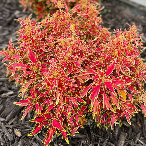 COLORBLAZE® Mini Me™ Watermelon Plectranthus - Annuals