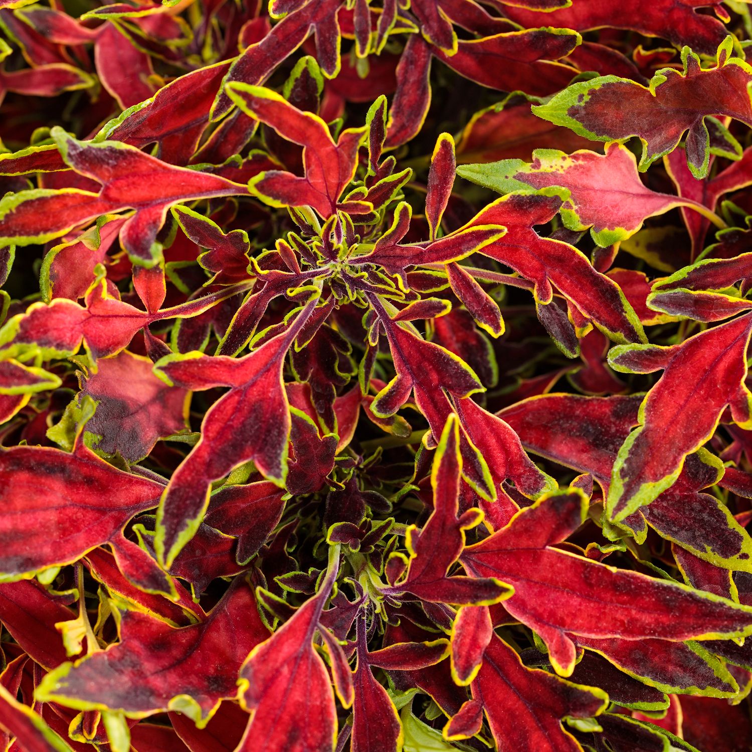 COLORBLAZE® Mini Me™ Watermelon Plectranthus - Annuals