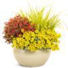 COLORBLAZE® Mini Me™ Watermelon Plectranthus - Annuals