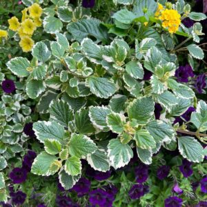 Plectranthus variegata - Annuals