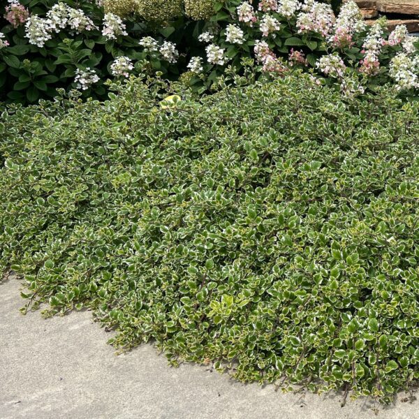 Plectranthus variegata - Annuals