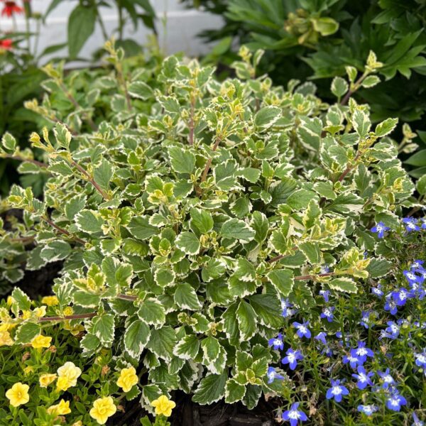 Plectranthus variegata - Annuals