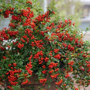 BERRY BOX™ Pyracomeles - Shrubs