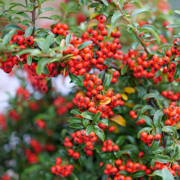 BERRY BOX™ Pyracomeles - Shrubs