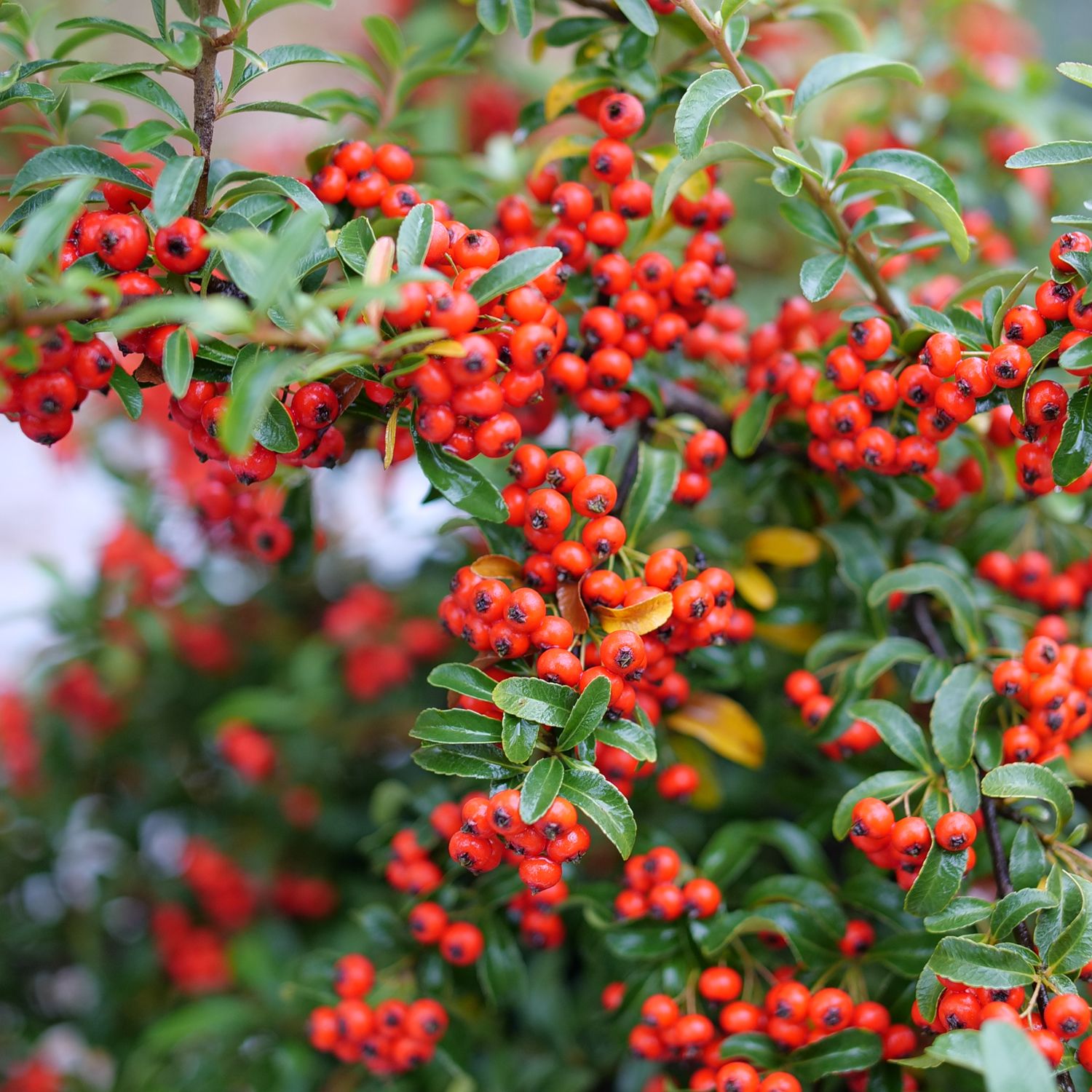 Berry Box