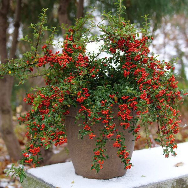 BERRY BOX™ Pyracomeles - Shrubs