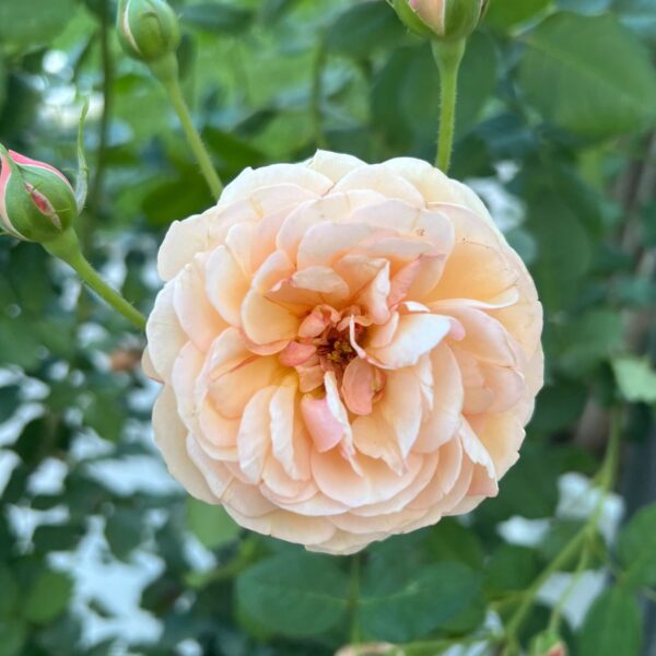 FLAVORETTE™ Honey Apricot Rosa - Shrubs