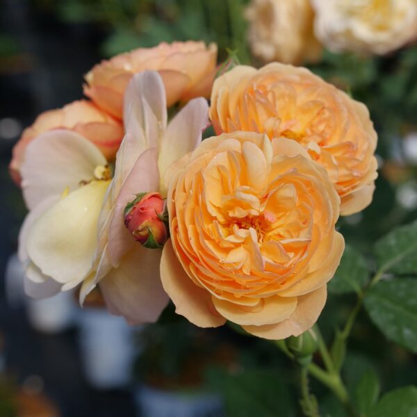 FLAVORETTE™ Honey Apricot Rosa - Shrubs