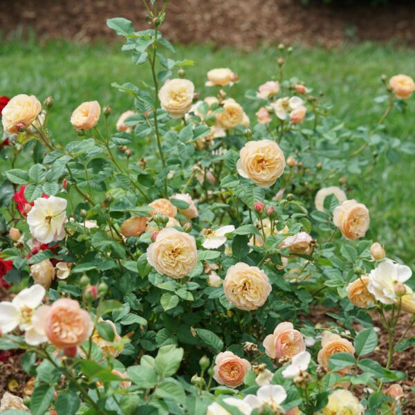 FLAVORETTE™ Honey Apricot Rosa - Shrubs