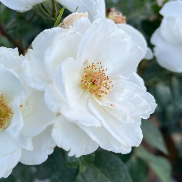 OSO EASY ICE BAY™ Rosa - Shrubs