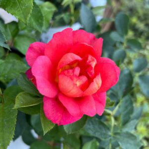 RISE UP EMBERAYS™ Rosa - Shrubs