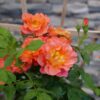 RISE UP EMBERAYS™ Rosa - Shrubs