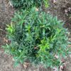 SWEET & LO™ Sarcococca - Shrubs