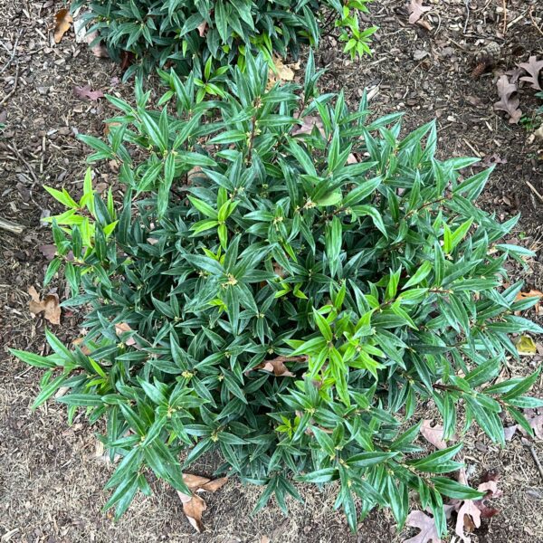 SWEET & LO™ Sarcococca - Shrubs