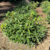 SWEET & LO™ Sarcococca - Perennials