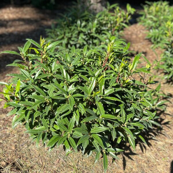 SWEET & LO™ Sarcococca - Perennials