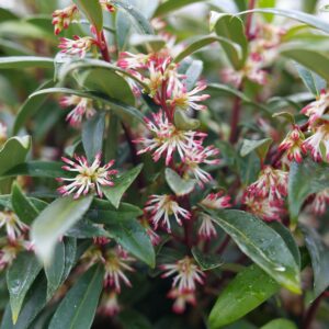 Sarcococca - Sweet Box