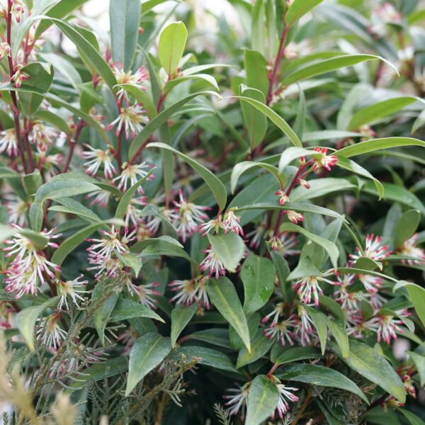 SWEET & LO™ Sarcococca - Perennials