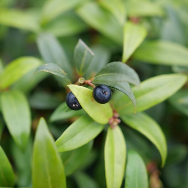 SWEET & LO™ Sarcococca - Perennials