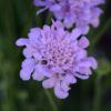 FLUTTER™ 'Deep Blue' Scabiosa - Perennials