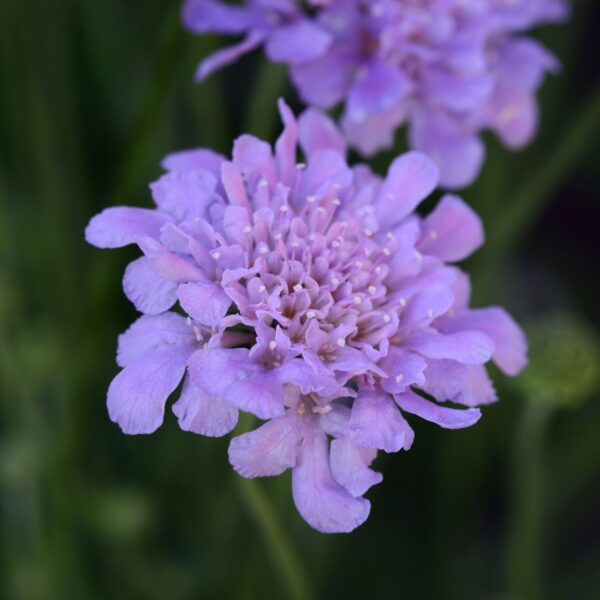 FLUTTER™ 'Deep Blue' Scabiosa - Perennials