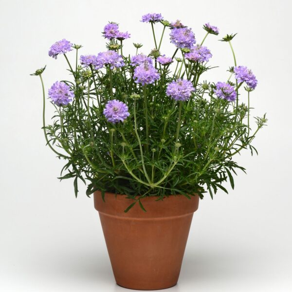 FLUTTER™ 'Deep Blue' Scabiosa - Perennials